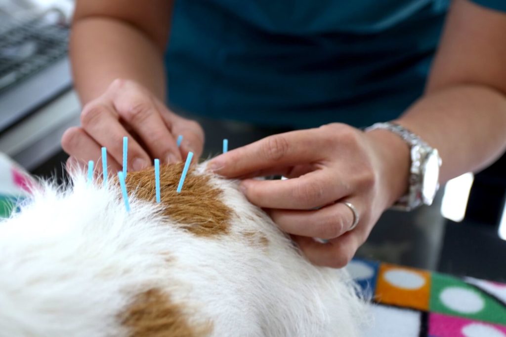 Dry-Needling-for-Pets-1024x683 Акупунктура