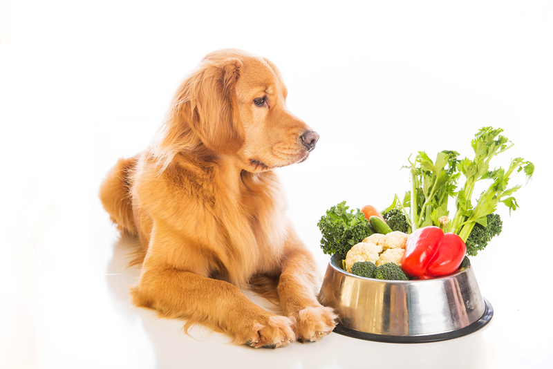 ветеринарная диета для собак и кошек