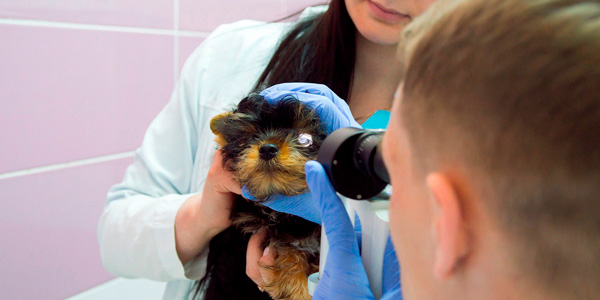 veterinarnyy-vrach-oftalmolog Общая информация по офтальмологии