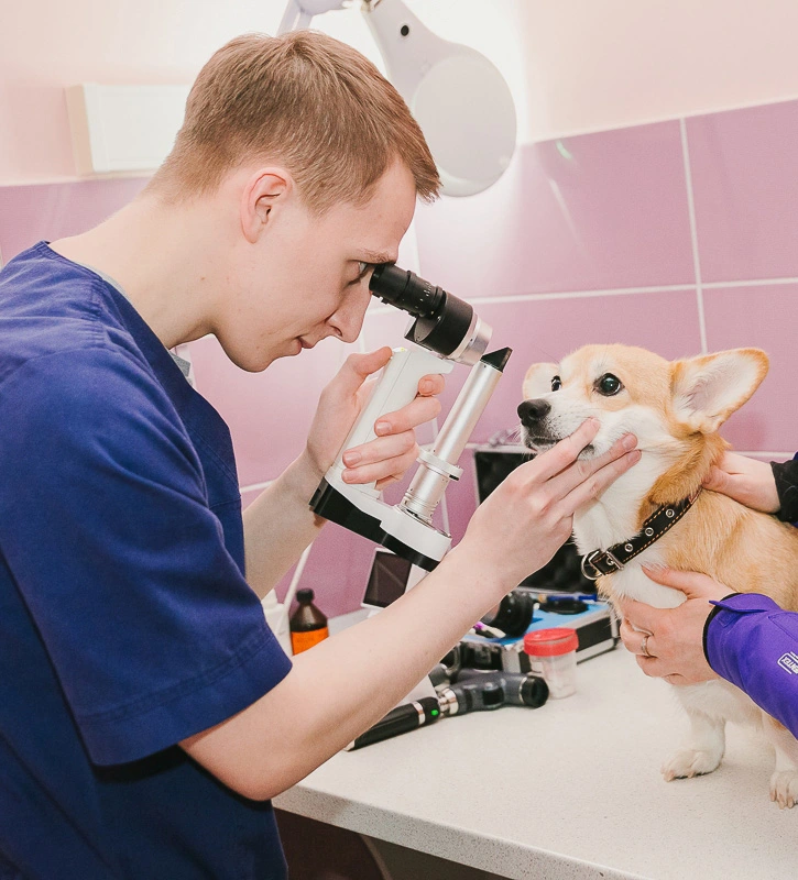 veterinarnyy-vrach-osmatrivaet-sobake-glaza Диагностика генетических заболеваний глаз с выдачей сертификата международного образца