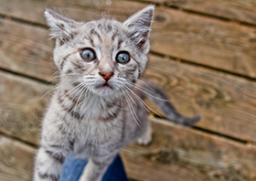 news_cat