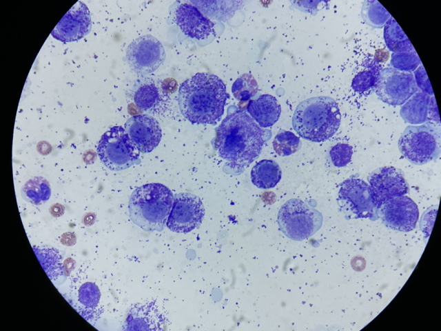mastocitoma-1 Цитологическое исследование