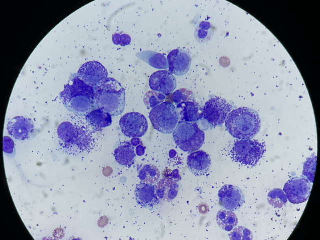 mastocitoma-2 Цитологическое исследование