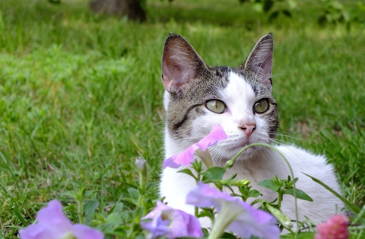 Кот и цветок