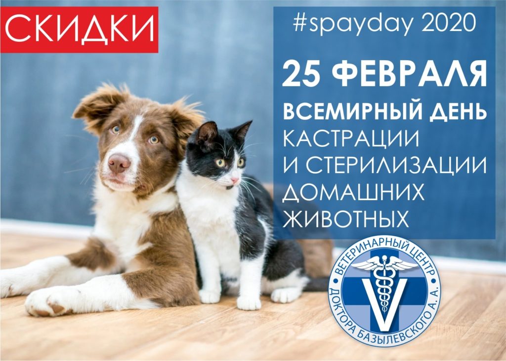 день стерилизации и кастрации 2020 в Ветцентре Базылевского А.А.