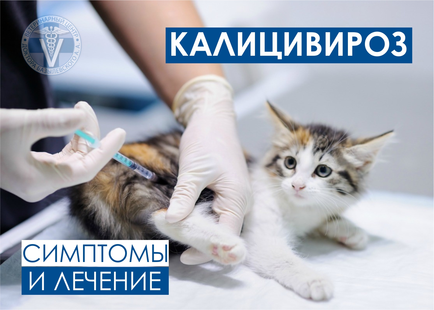 Вирусный ринотрахеит - симптомы, лечение и профилактика у кошек