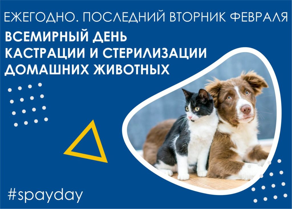 spaydat-1024x732 Всемирный день стерилизации и кастрации домашних животных