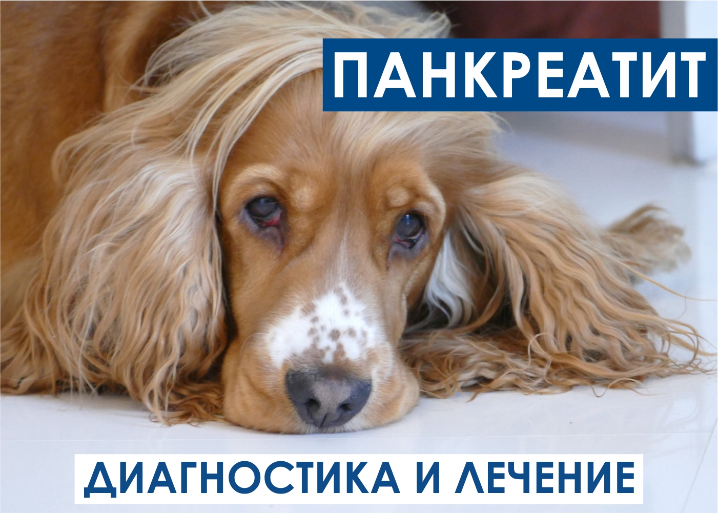 Панкреатит у собаки: симптомы, лечение и кормление