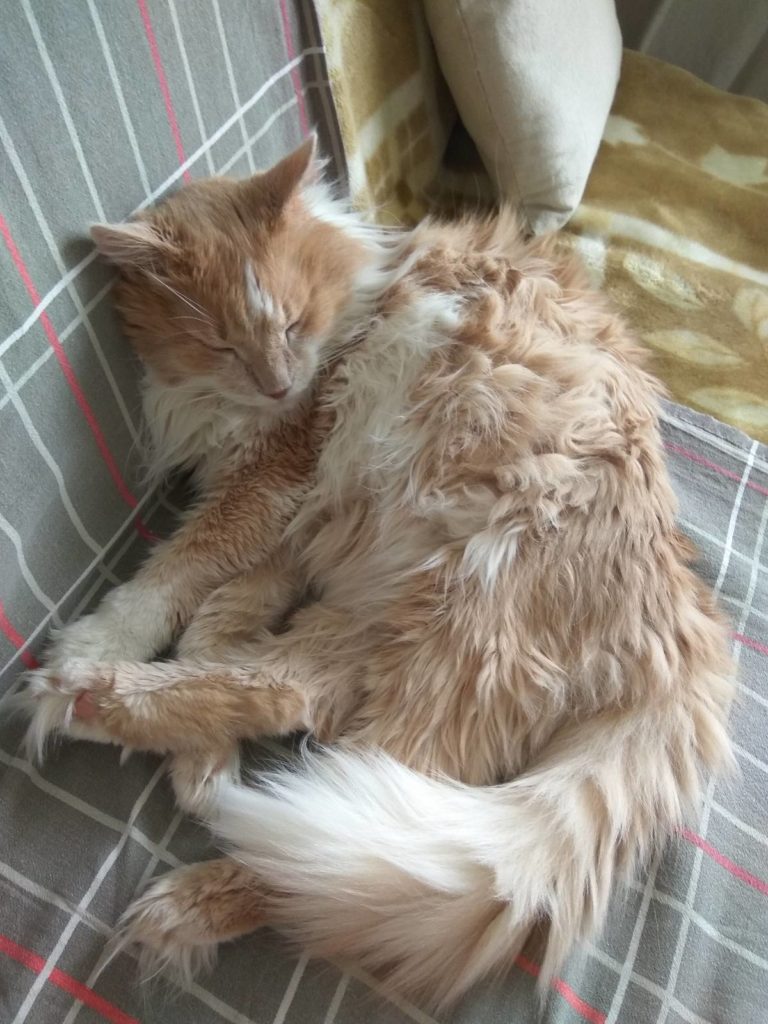кот с чрезмерной жаждой и мочеиспусканием фото