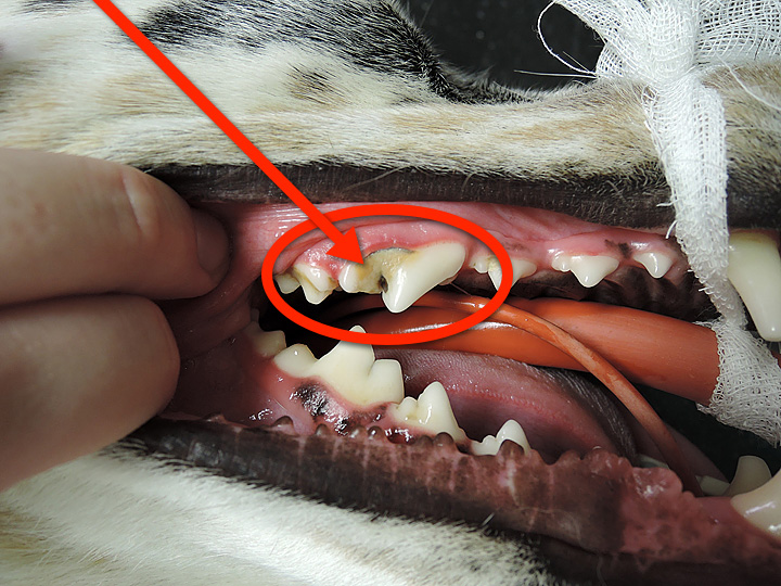 Гнилой Зуб Больной 9 Фото Как Лечить ЛюмиДент