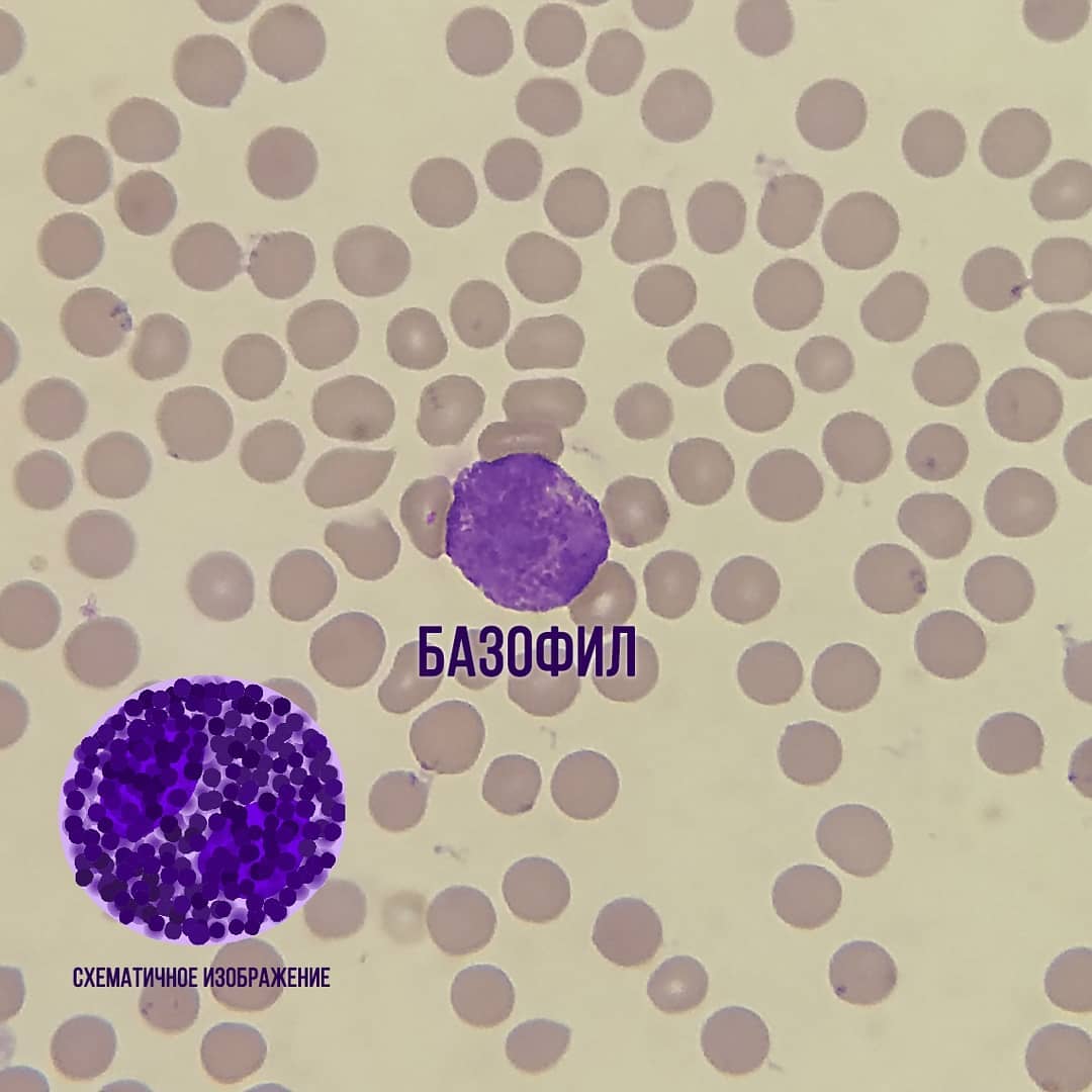 Общий анализ крови у животных. Лейкоциты и их виды