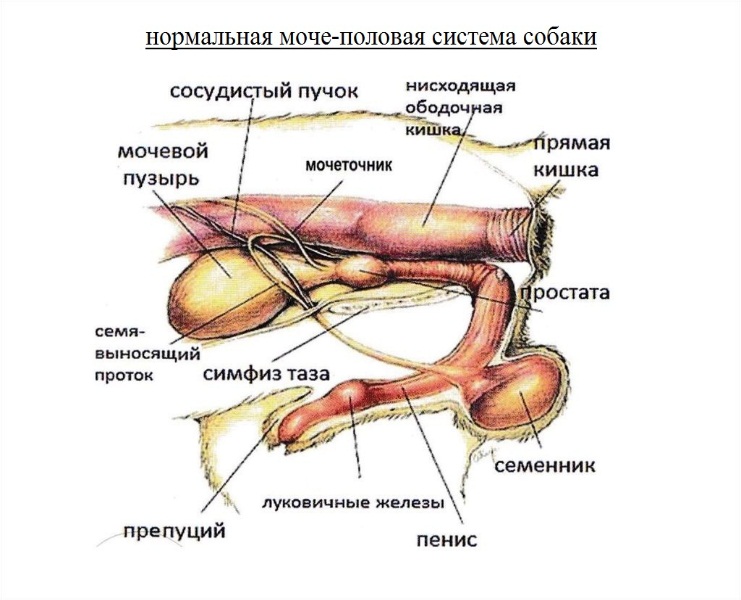 Лекарство от простатита животных