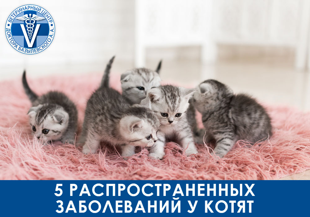 5 распространенных заболеваний у котят. Болезни котят