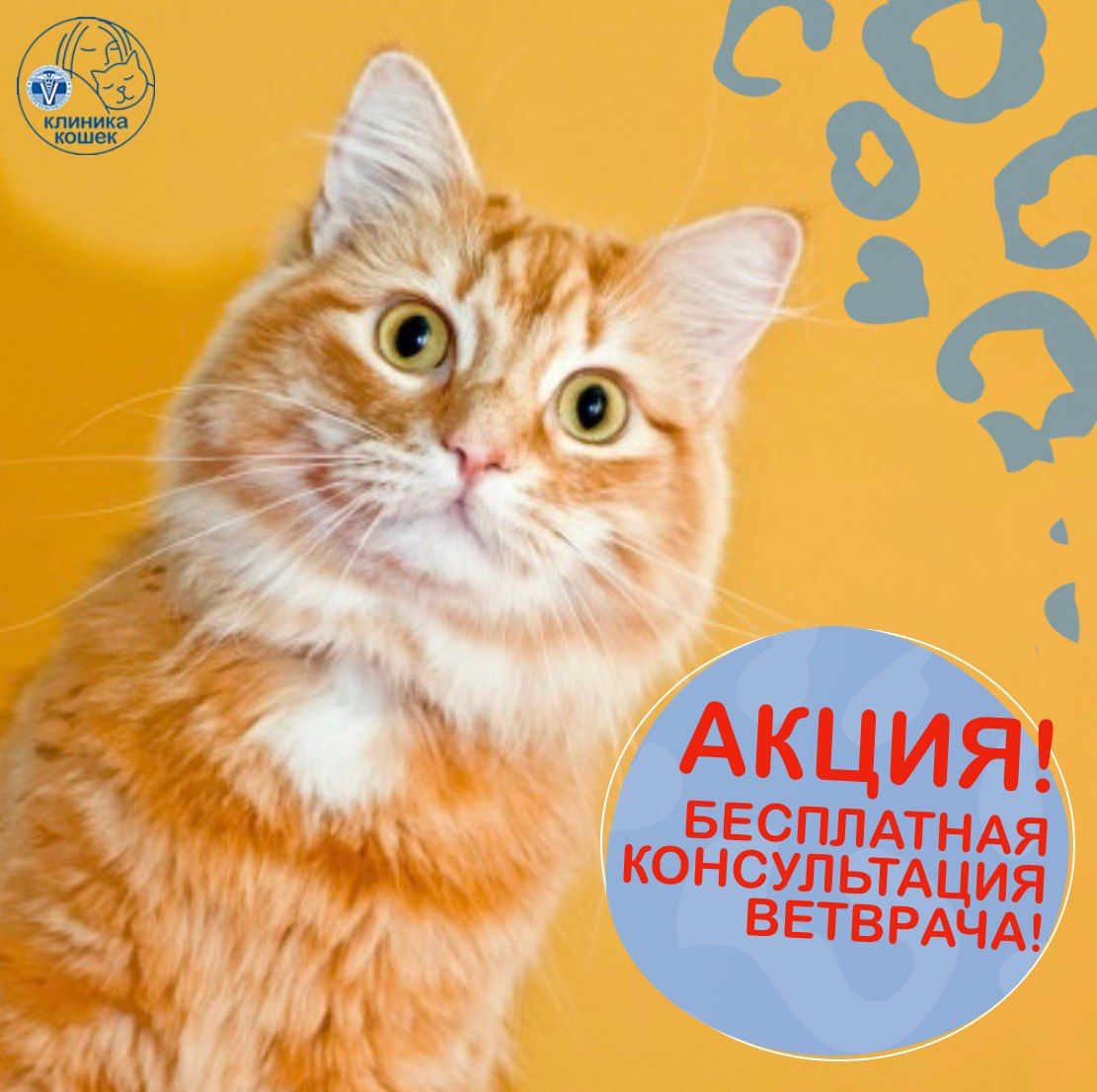 Только до конца августа! Бесплатная консультация в клинике кошек!