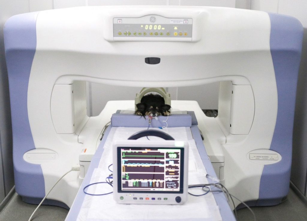 DKSqHg58FWo-1024x737-1 Магнитно-резонансная томография (МРТ) для животных