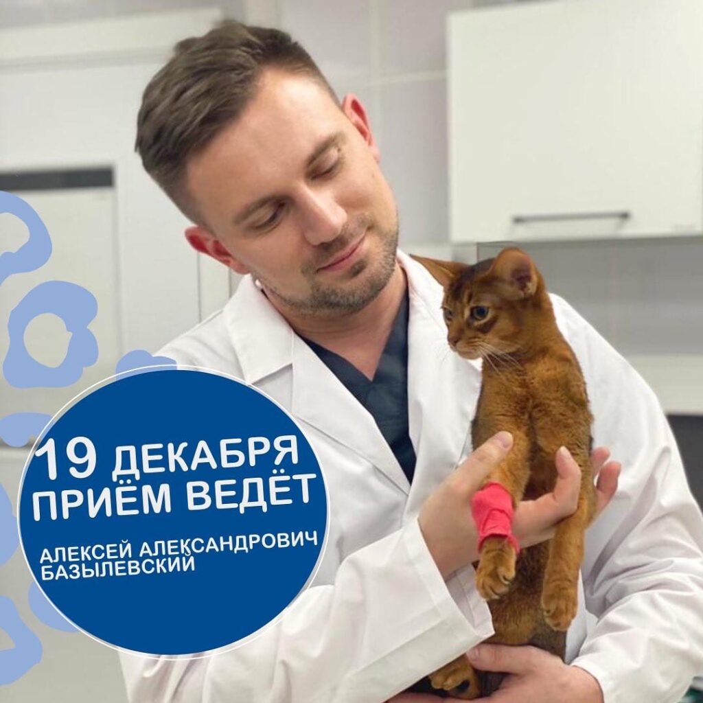 HC59eGMWsi8-1024x1024 19 декабря в Клинике Кошек будет вести приемы Алексей Александрович Базылевский