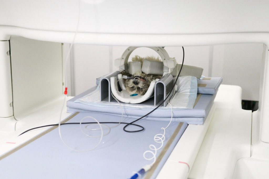 photo5451928673071508455-1024x682-1 Магнитно-резонансная томография (МРТ) для животных