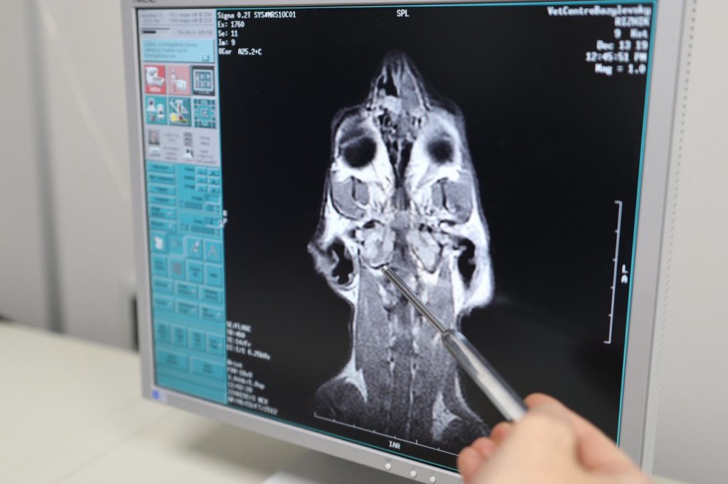 photo5451938714705046589-1024x682-1 Магнитно-резонансная томография (МРТ) для животных