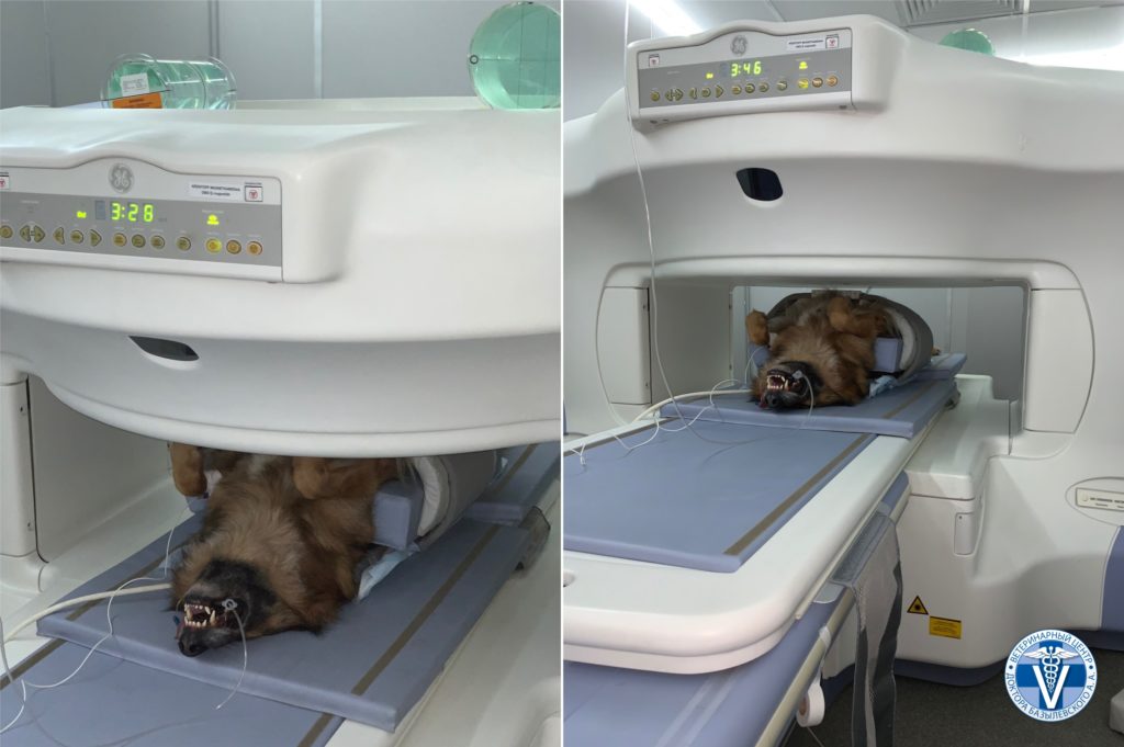 -мрт-1024x681-1 Магнитно-резонансная томография (МРТ) для животных