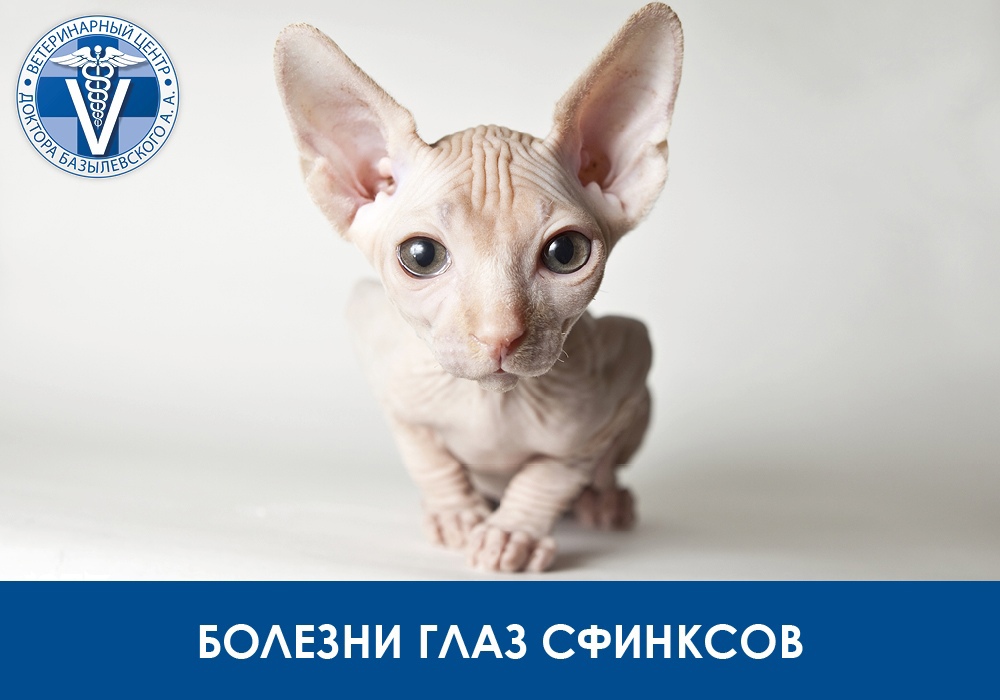 Какие болезни глаз бывают у котов и кошек породы сфинкс?