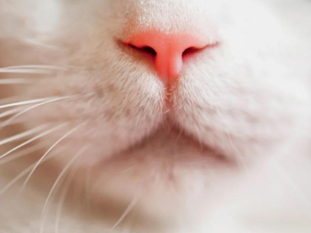 Повышенное слюноотделение у кошки: причины | Ветцентр