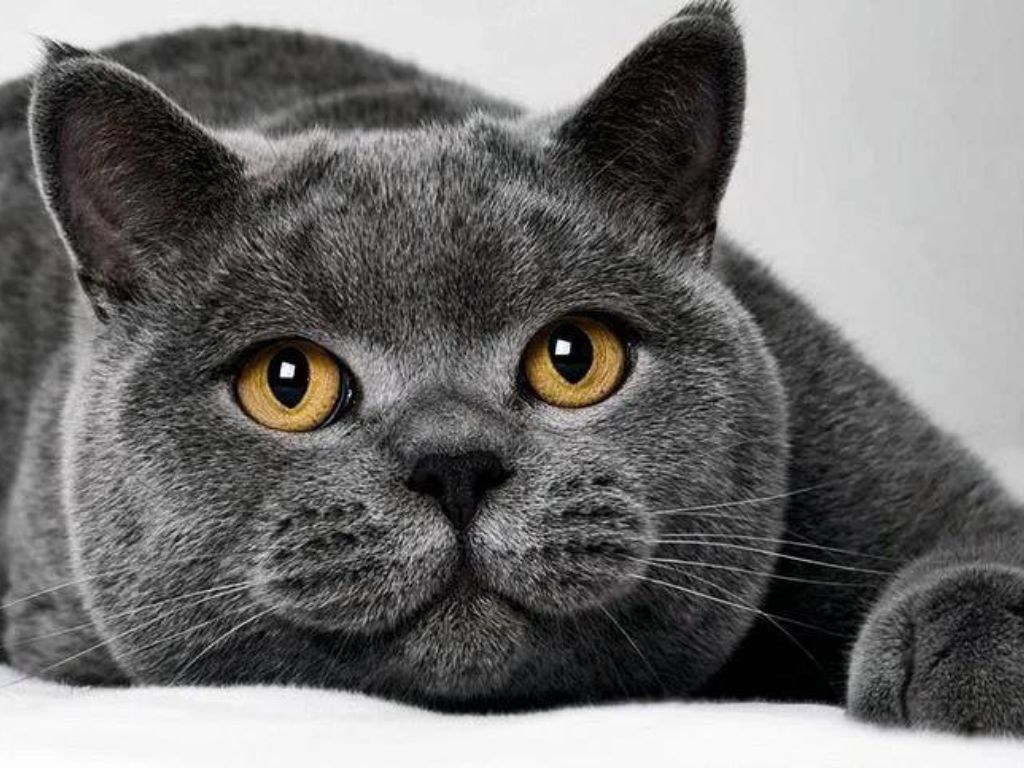 Повышенное слюноотделение у кошки: причины | Ветцентр