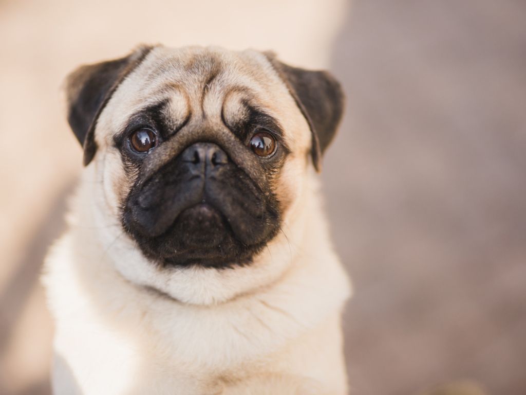 4 признака аритмии у собак: как распознать проблему