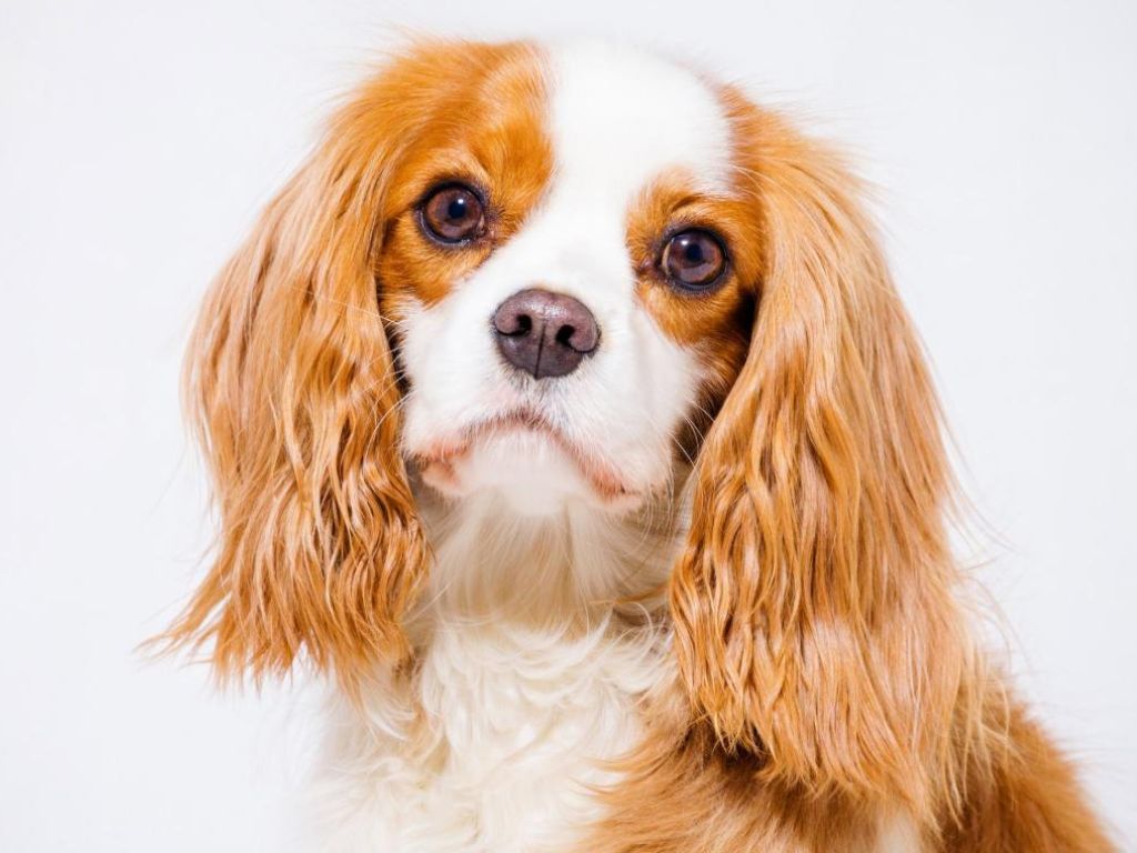 king-charlz-spaniel Синдром сухого глаза у собак