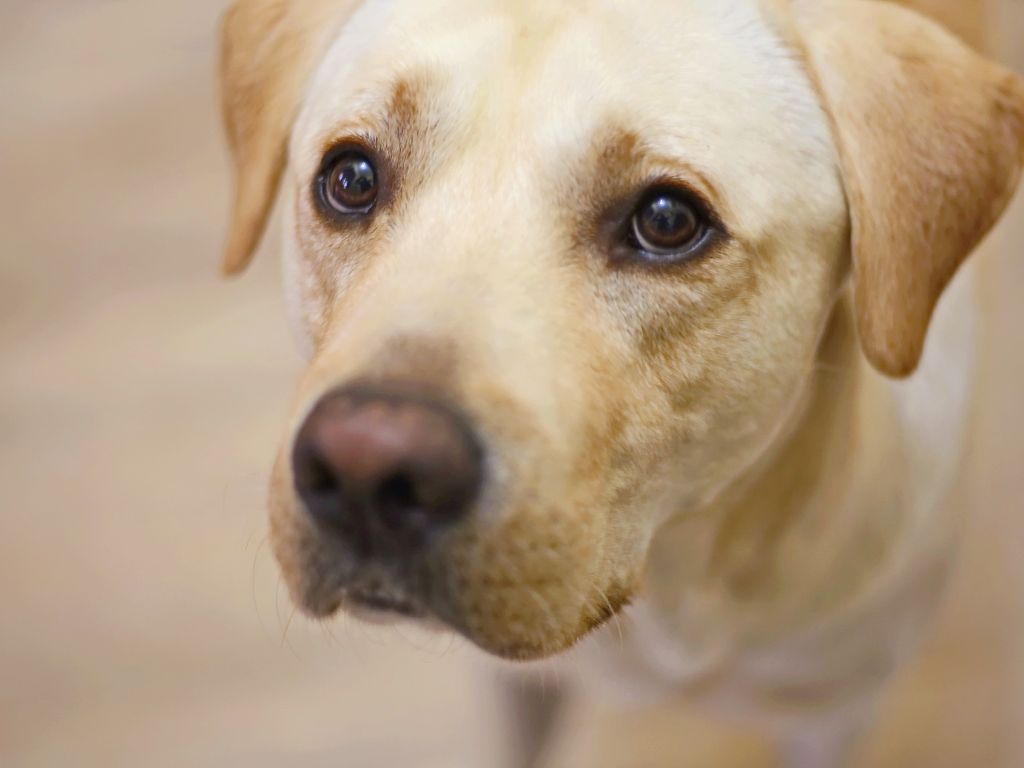 labrador Синдром сухого глаза у собак