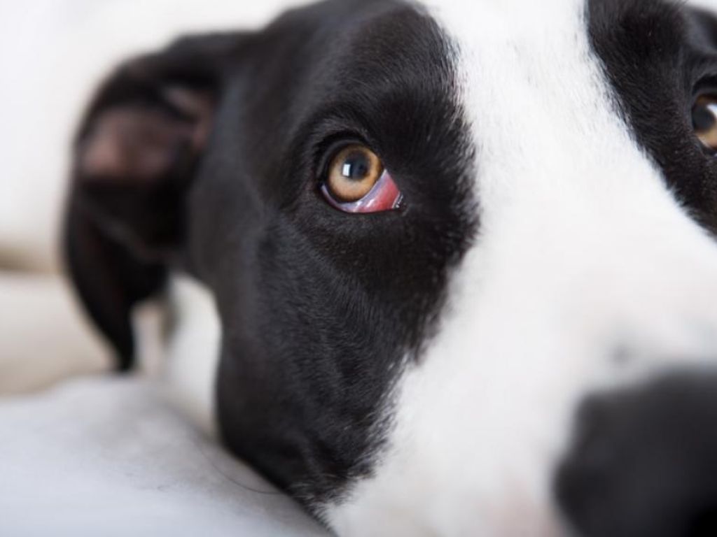 sobaka-s-krasnym-glazom Синдром сухого глаза у собак