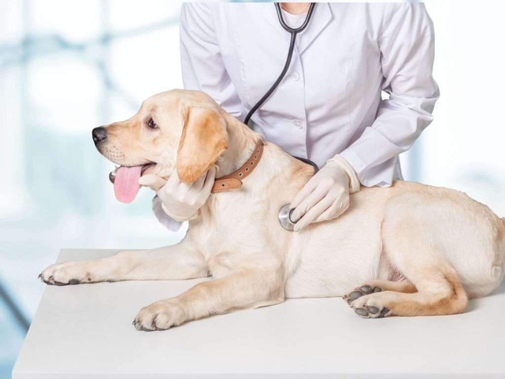 sobaka-na-prieme-v-vetklinike-bazylevskogo Как делают УЗИ брюшной полости собаке?