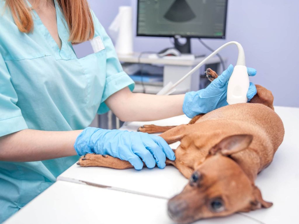 sobaka-na-uzi-v-vetcente-bazylevskogo Как делают УЗИ брюшной полости собаке?