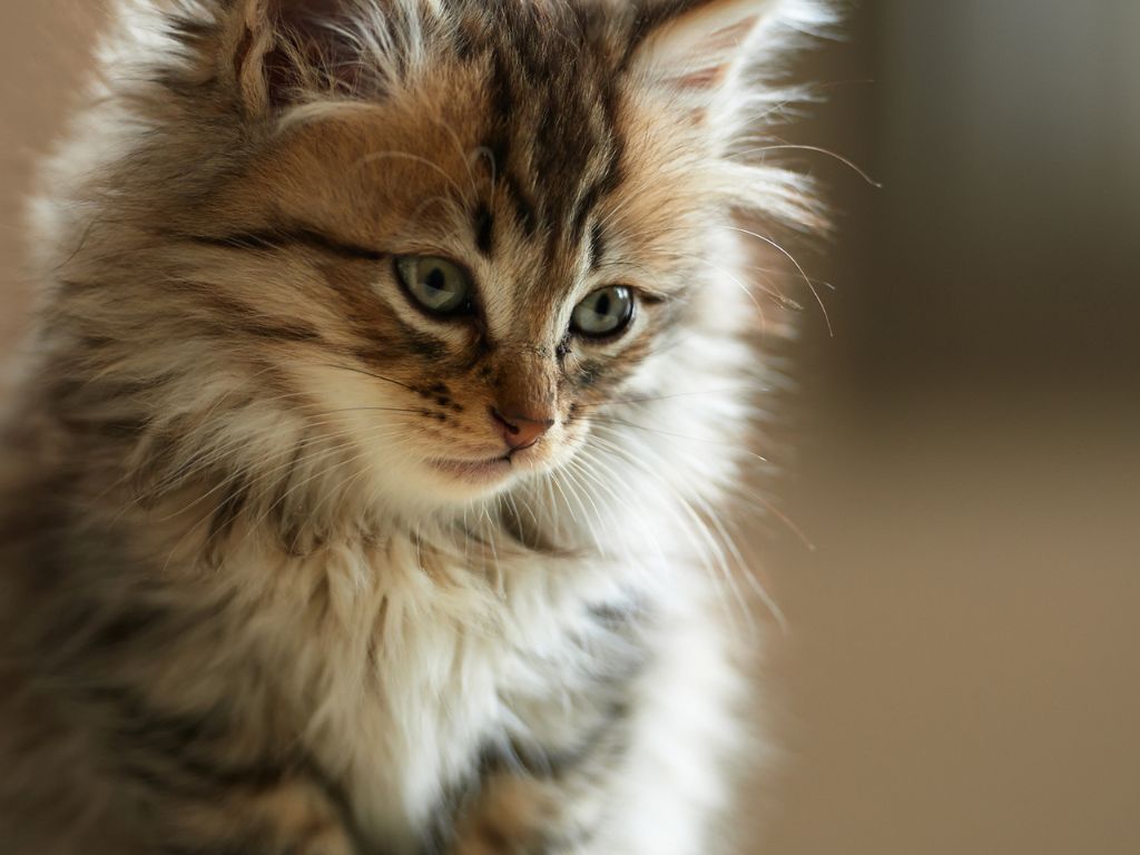 foto-kotenka-krupnym-planom Недержание мочи у кошки и кота: причины и лечение