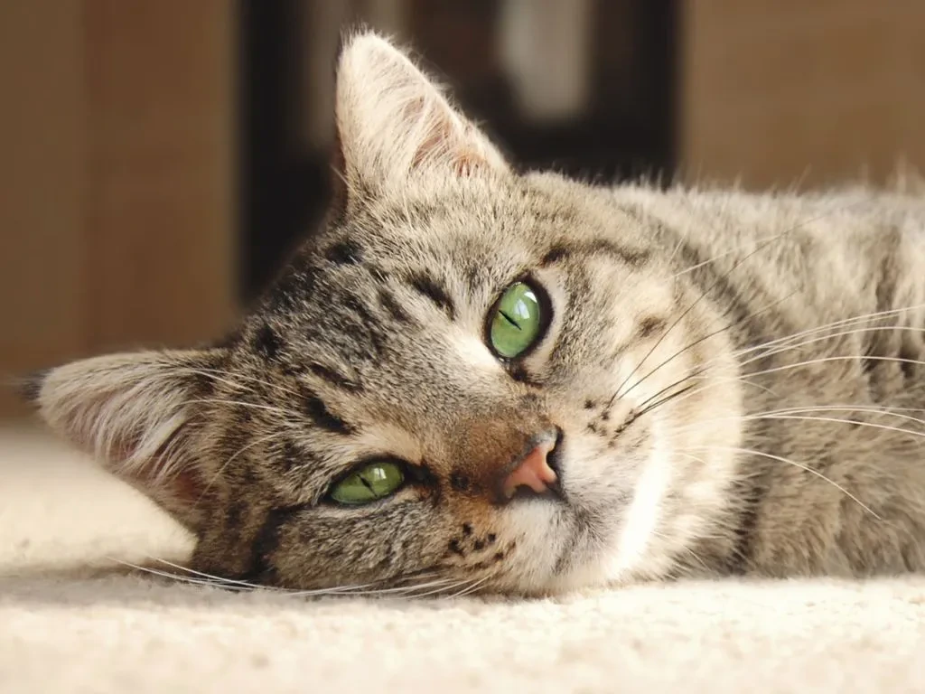 koshka-s-zelenymi-glazami-lezhit Недержание мочи у кошки и кота: причины и лечение