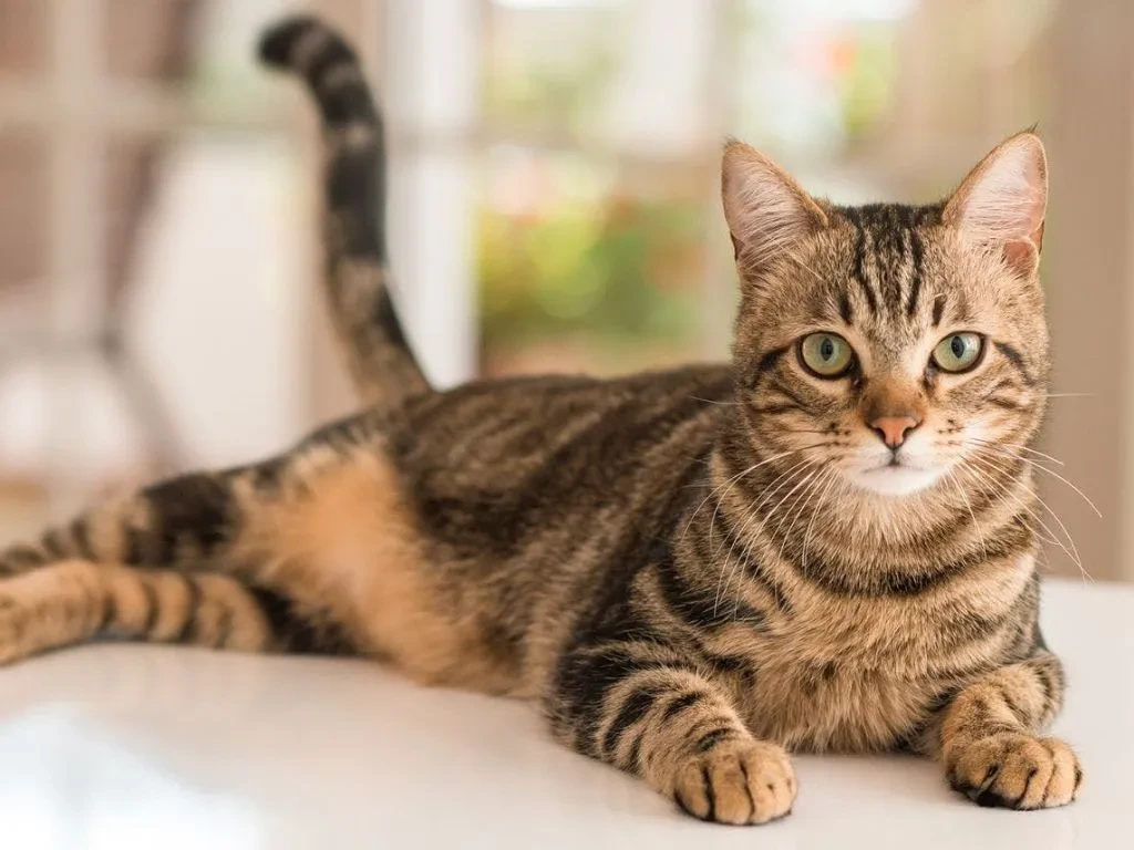 polosataya-koshka-lezhit-na-krovati Недержание мочи у кошки и кота: причины и лечение