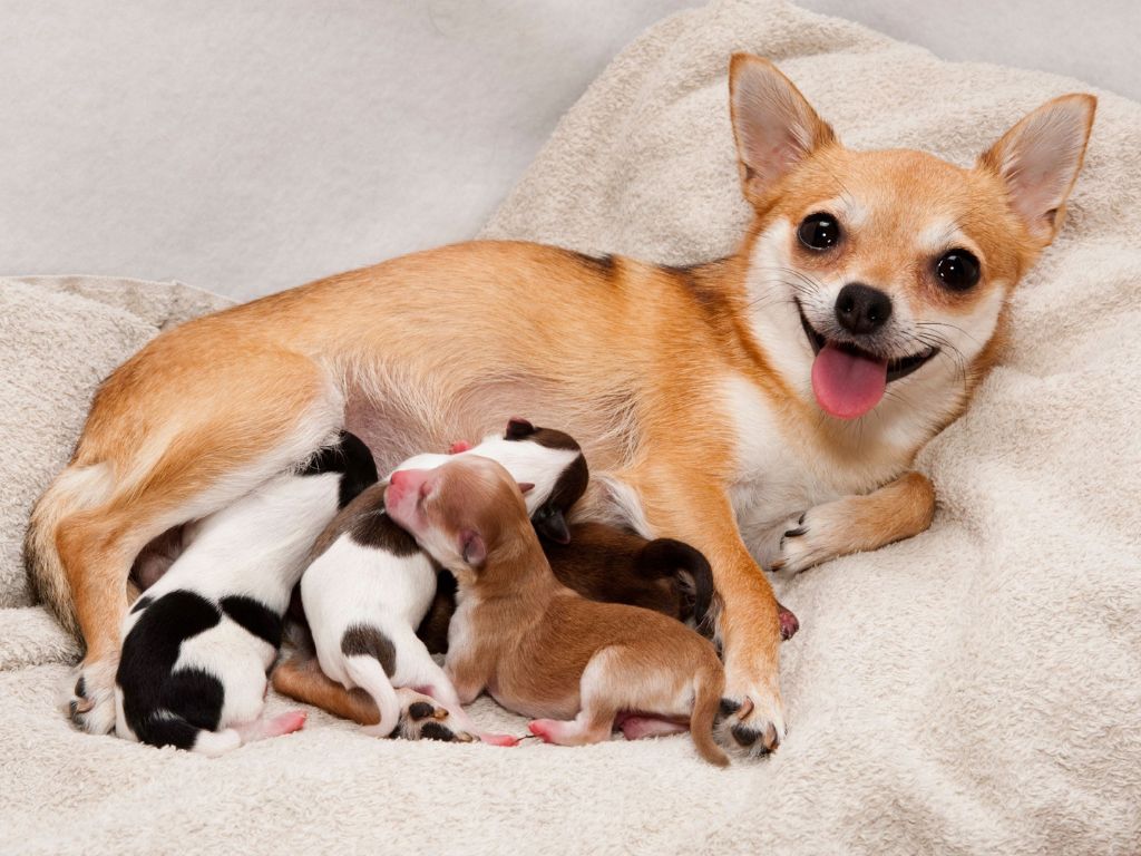 Ложная беременность у собаки | Симптомы и лечение