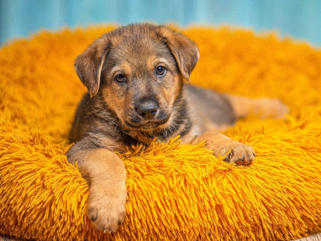 shchenok-lezhit-na-zheltoy-lezhanke Собака часто дышит: причины и первая помощь