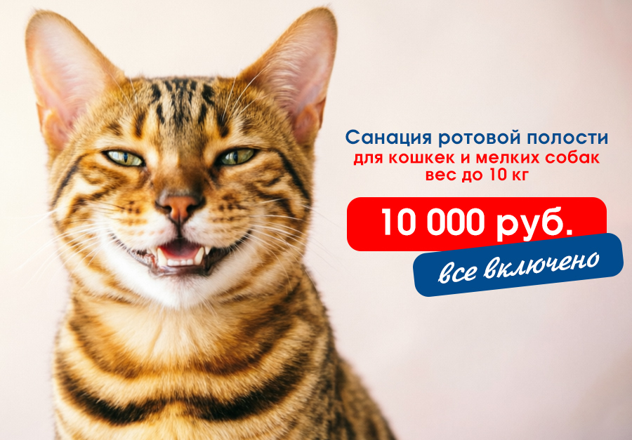 sanaciya-rotovoy-polosti-veteranov Акция на санацию ротовой полости