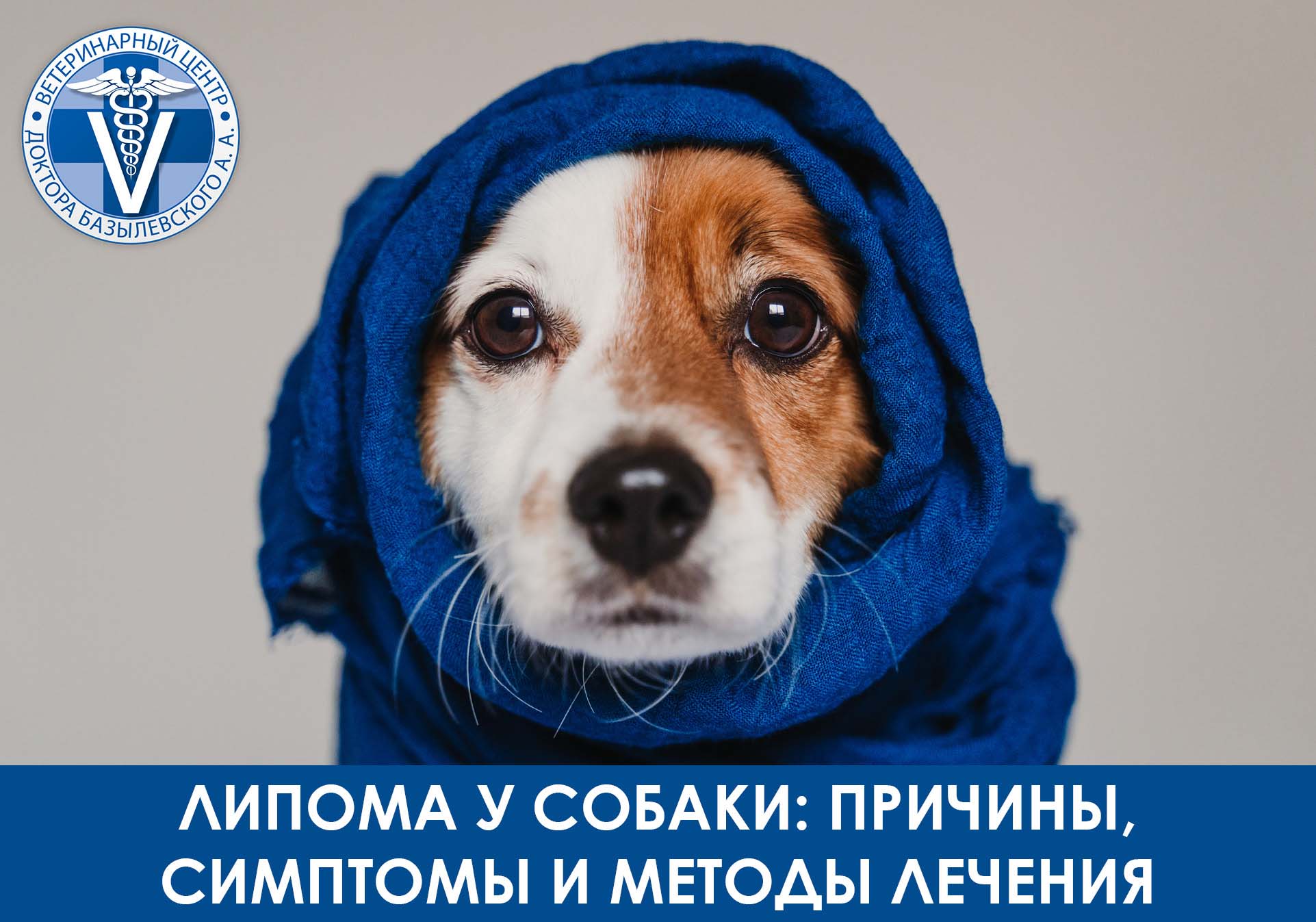 лимпома у собака