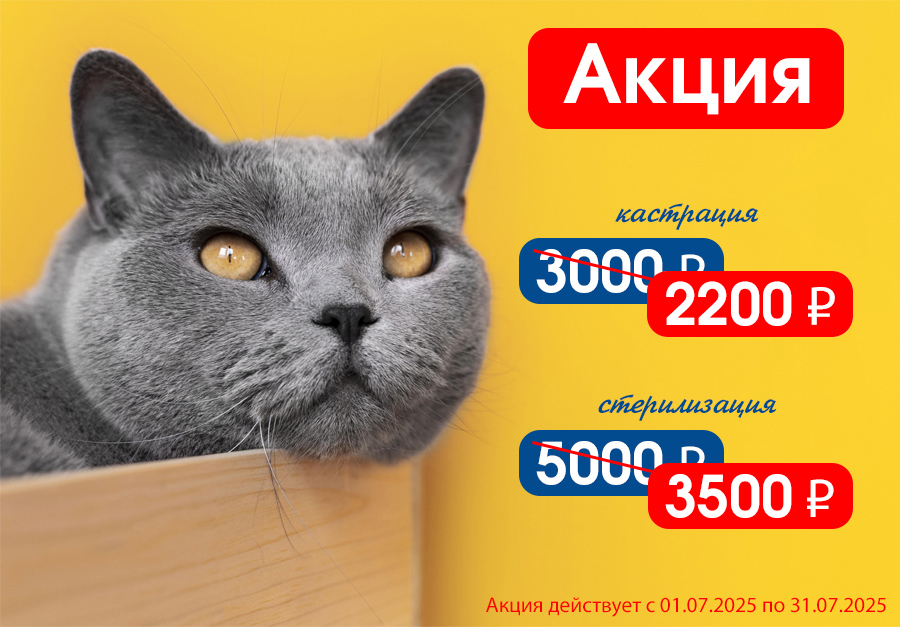 Акция Смоленск кастрация и стерилизация