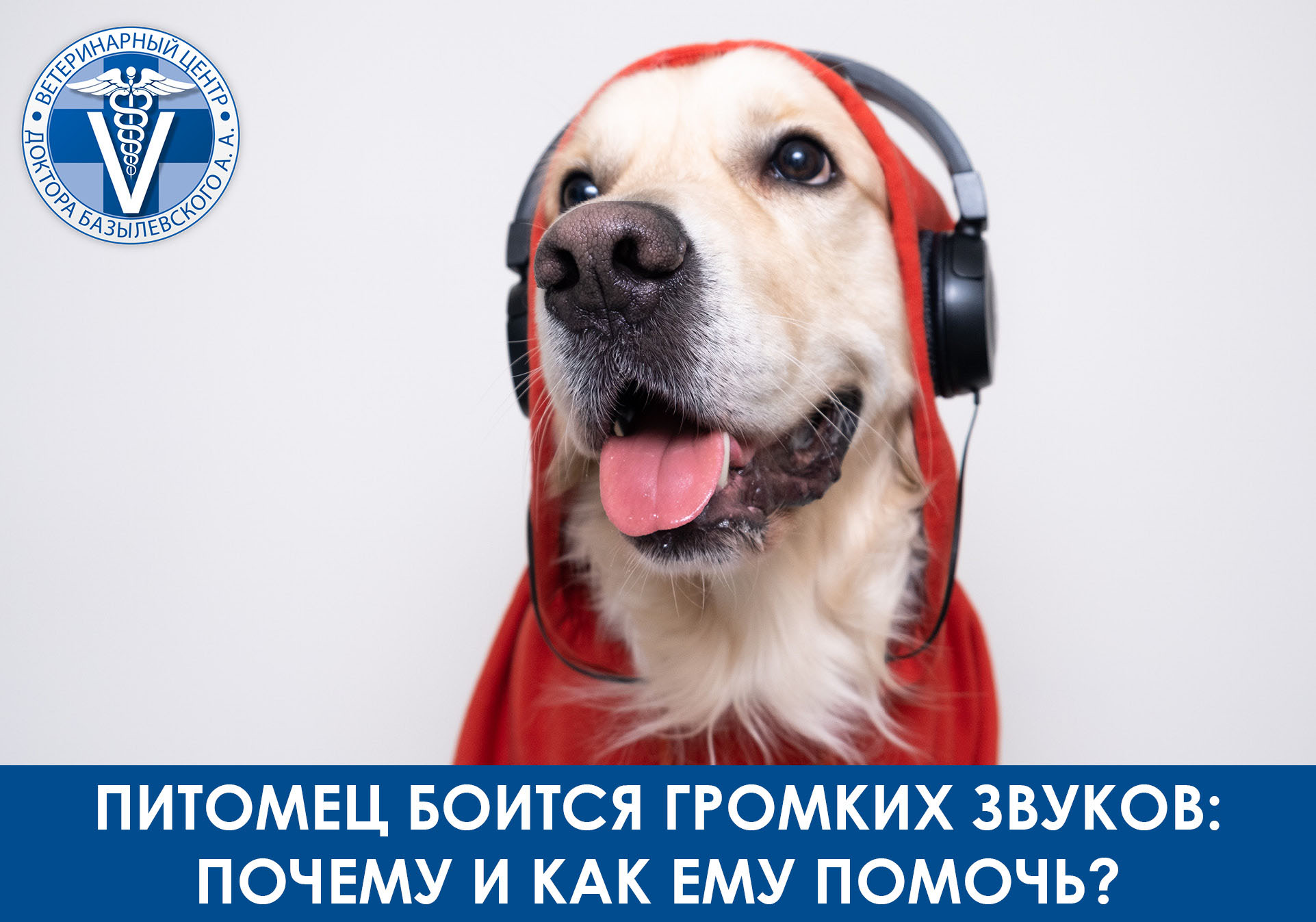 питомец боится громких звуков