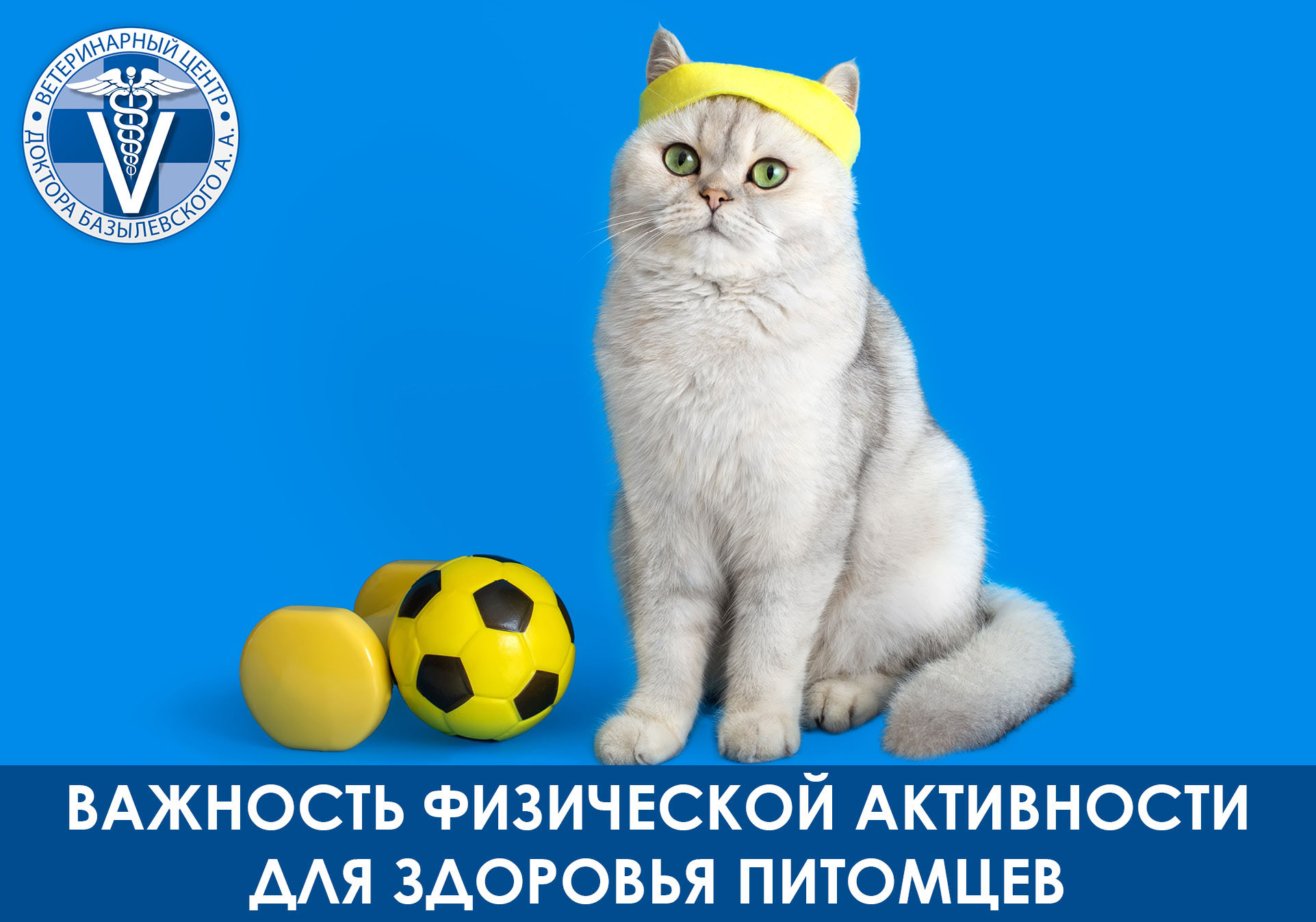 важность физической активности для животных