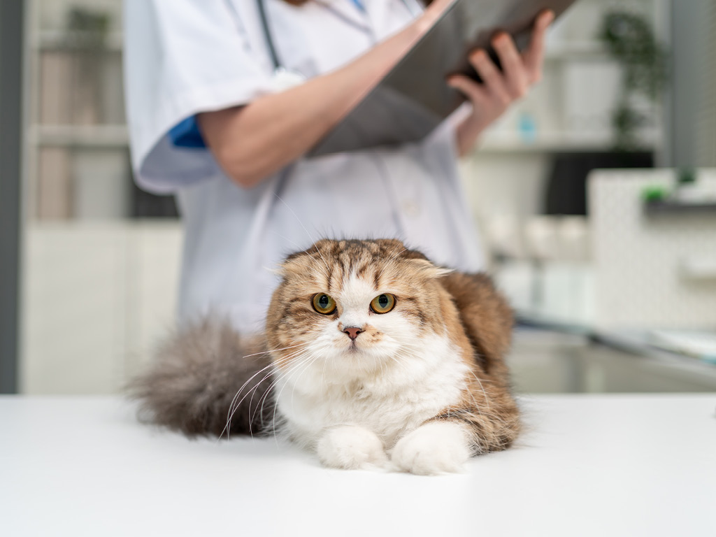 kot-na-stole-u-vracha Почему пожилым питомцам нужно особое внимание?