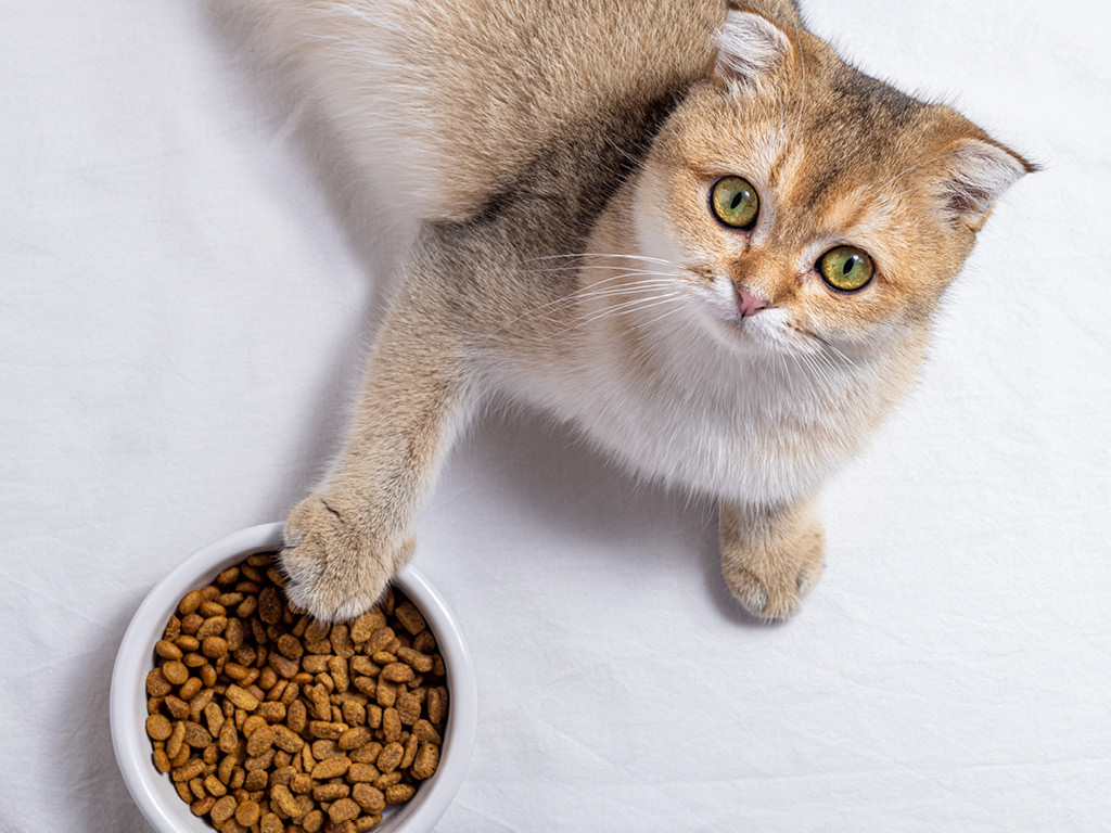 kot-okolo-polnoy-miski-s-edoy Почему кошка просит есть, даже если не голодна?