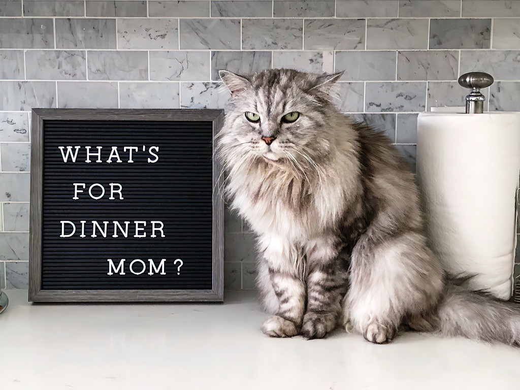 kot-okolo-tablichki Почему кошка просит есть, даже если не голодна?