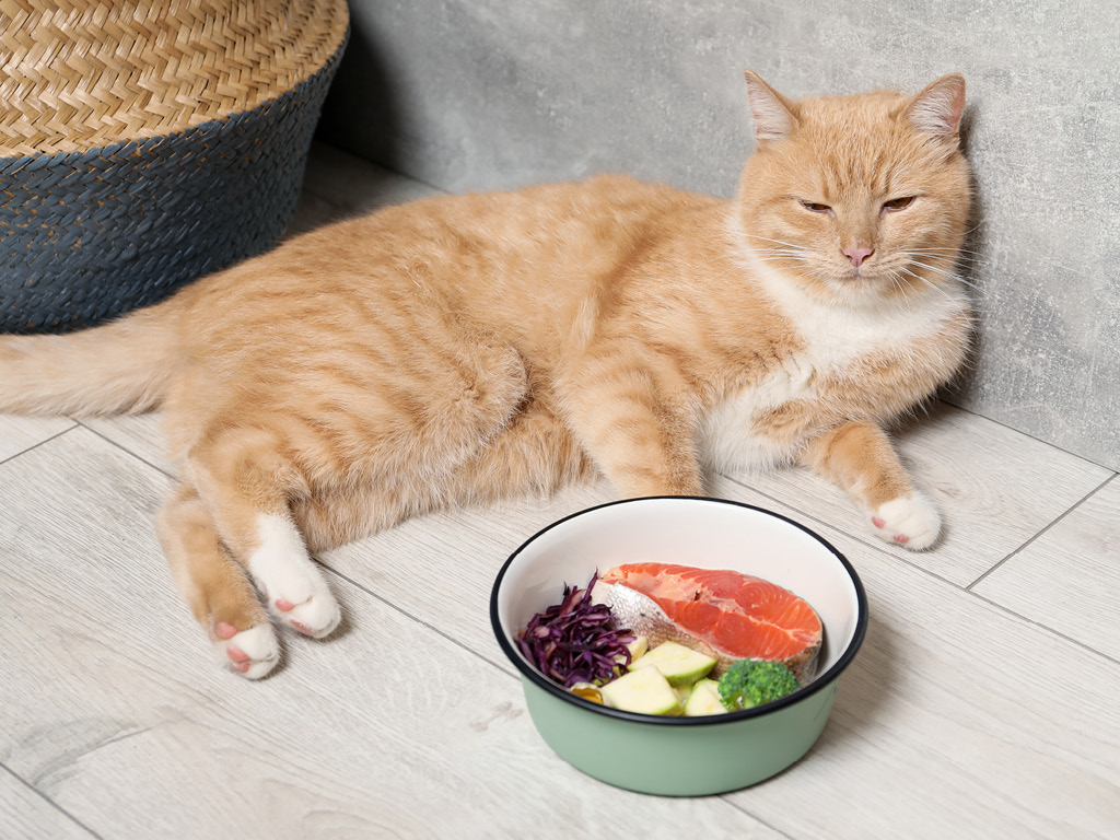 kot-okrolo-miski-s-edoy Почему пожилым питомцам нужно особое внимание?