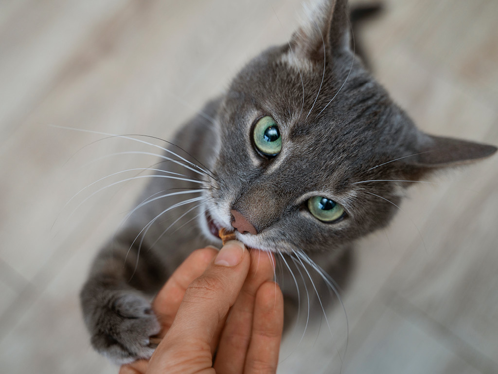 kot-prosit-est Почему кошка просит есть, даже если не голодна?