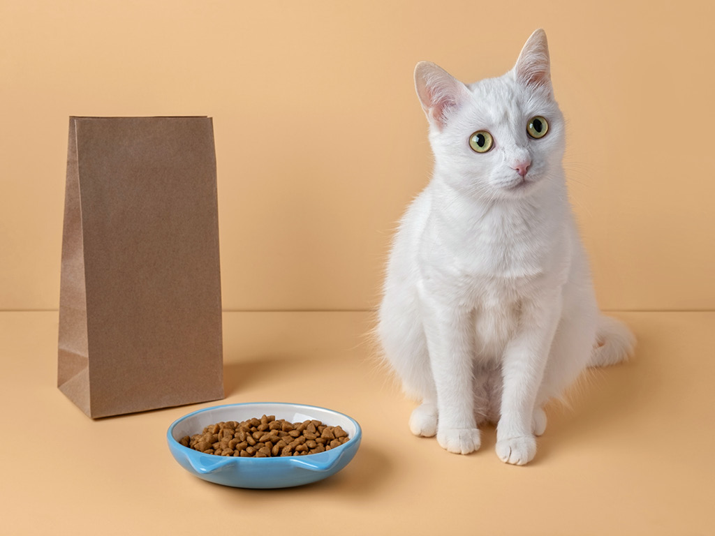 kot-ryadom-s-miskoy-s-edoy Почему кошка просит есть, даже если не голодна?