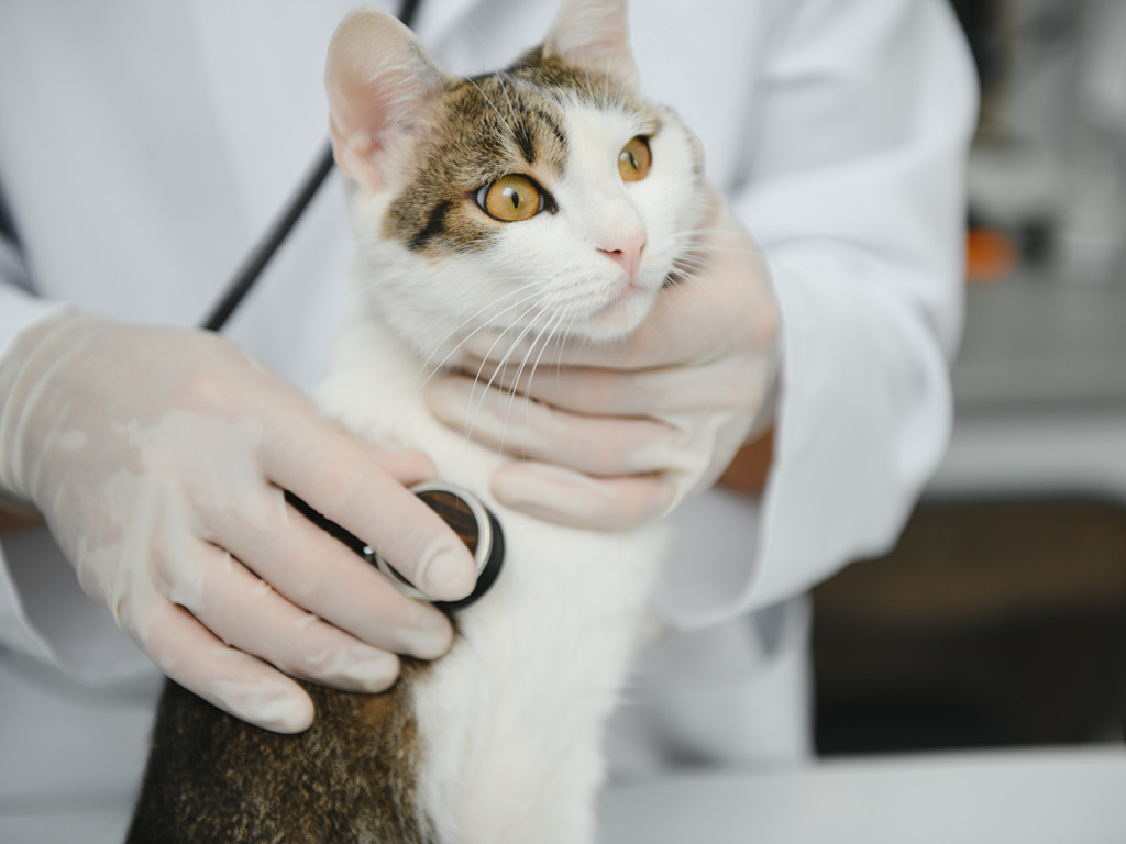 kot-u-veterinara-v-rukah Почему кошка просит есть, даже если не голодна?