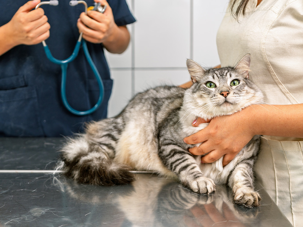 kot-u-veterinara Почему кошка просит есть, даже если не голодна?